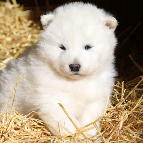 Hình ảnh chó Alaska trắng