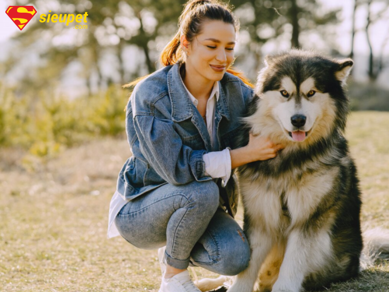 Chó Alaska cái trưởng thành
