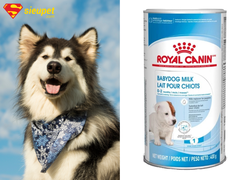 Chó alaska uống sữa gì