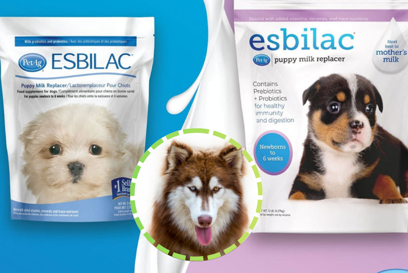 Chó Alaska ăn gì?