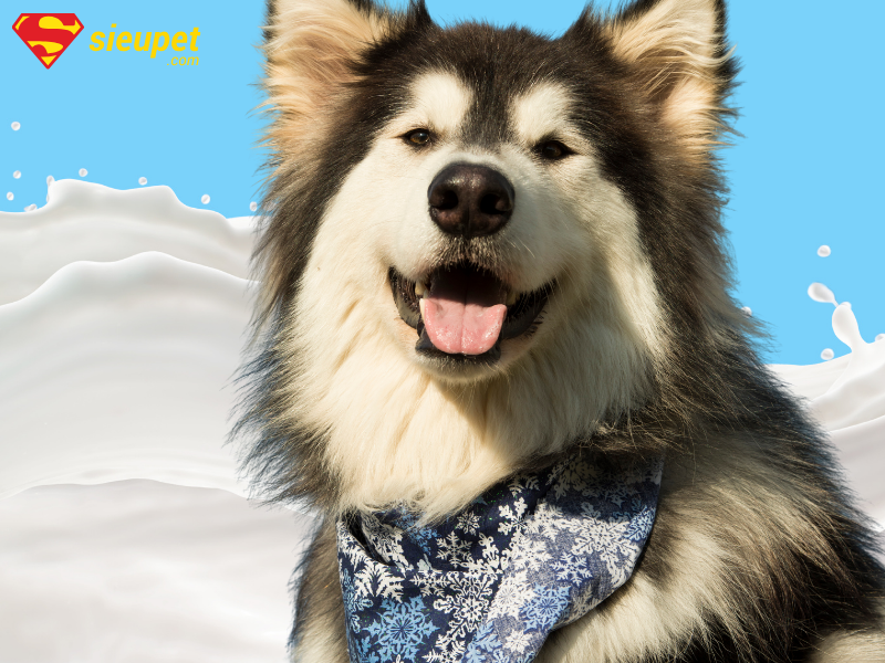 Chó Alaska uống sữa