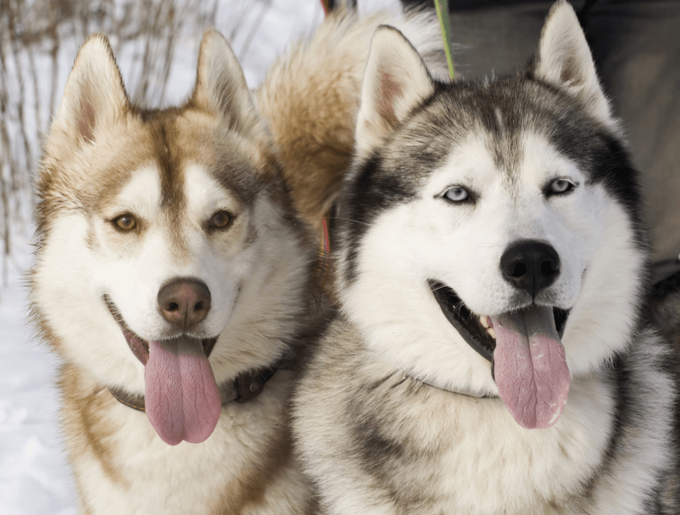 So sánh chó Alaska và Husky