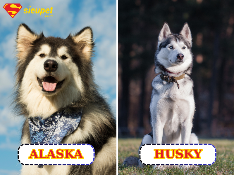 Chó Alaska và Husky