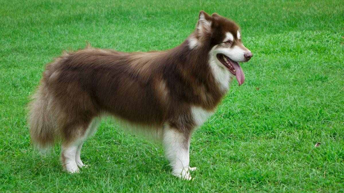Chó Alaska