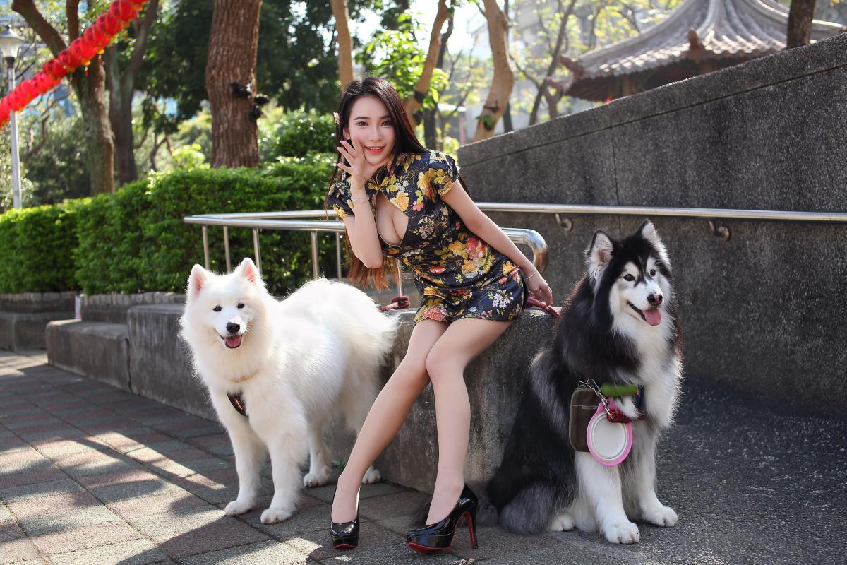 cho-alaska-va-samoyed