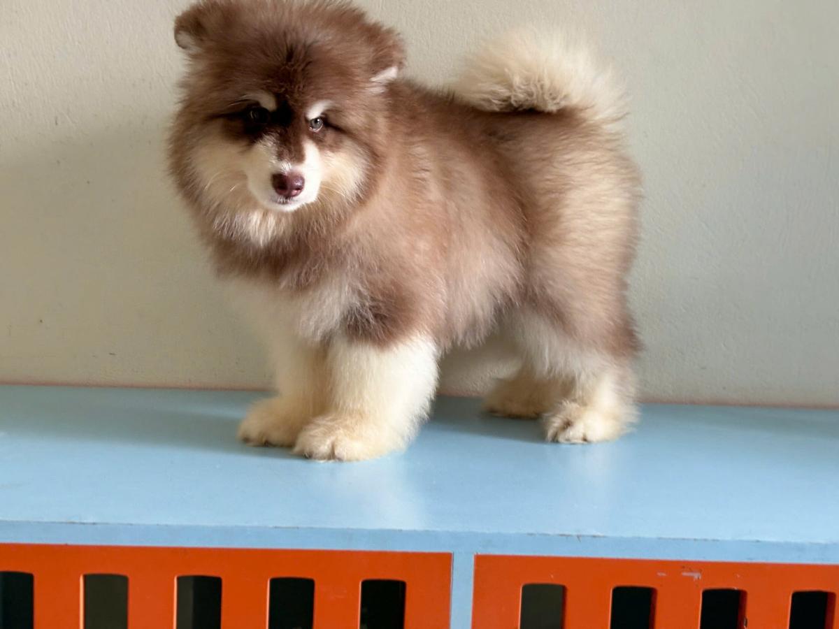 Chó Alaska 4 tháng tuổi nặng bao nhiêu?