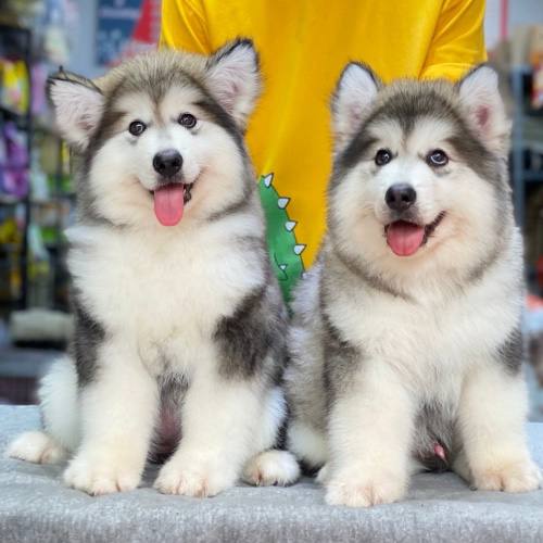 Hình nền chó Alaska đẹp