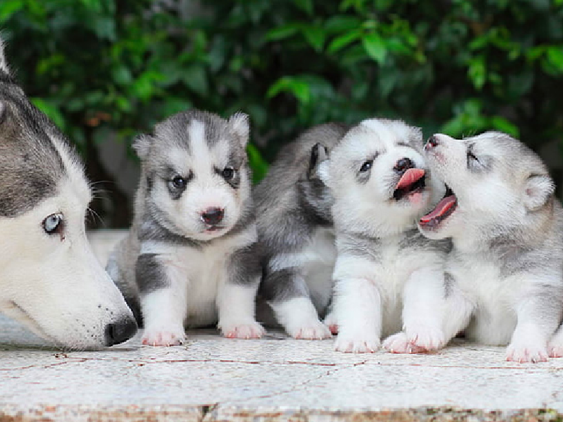 Hình nên chó Alaska con