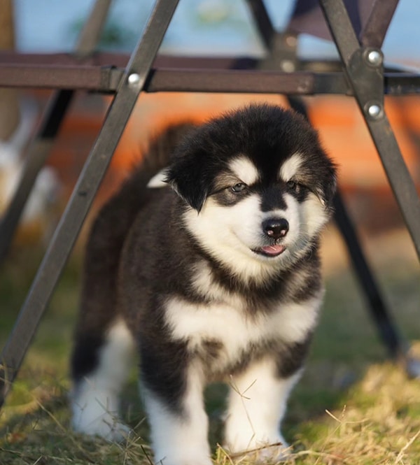 Hình ảnh chó Alaska