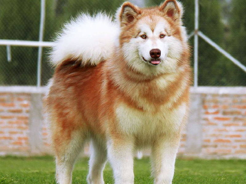 Chó Alaska