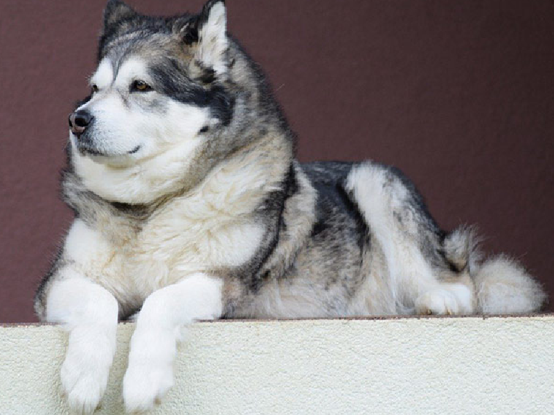 Chó Alaska