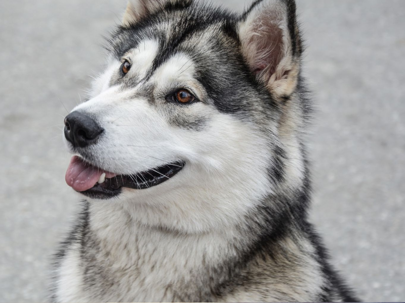 Chó Alaska