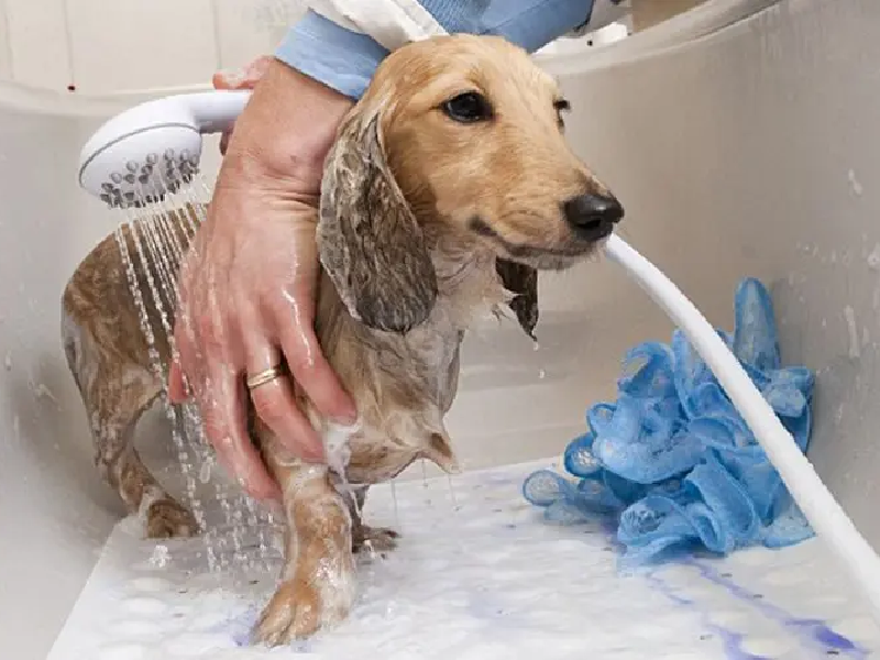 Chăm sóc chó Alaska