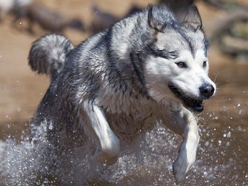 Chó Alaska