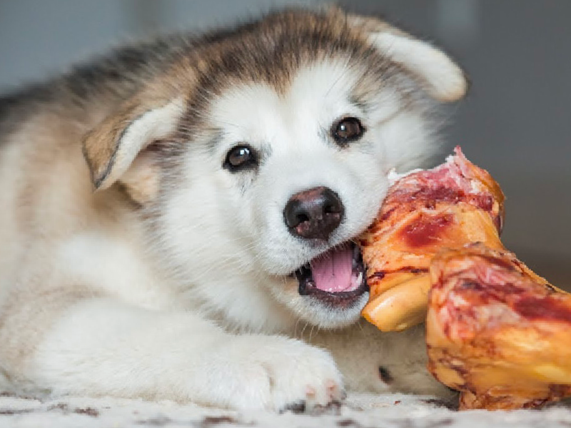 Thức ăn cho chó Alaska