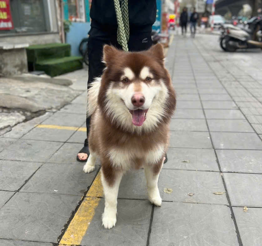 Chó alaska