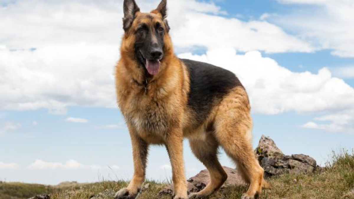 Chó Becgie Đức màu vàng