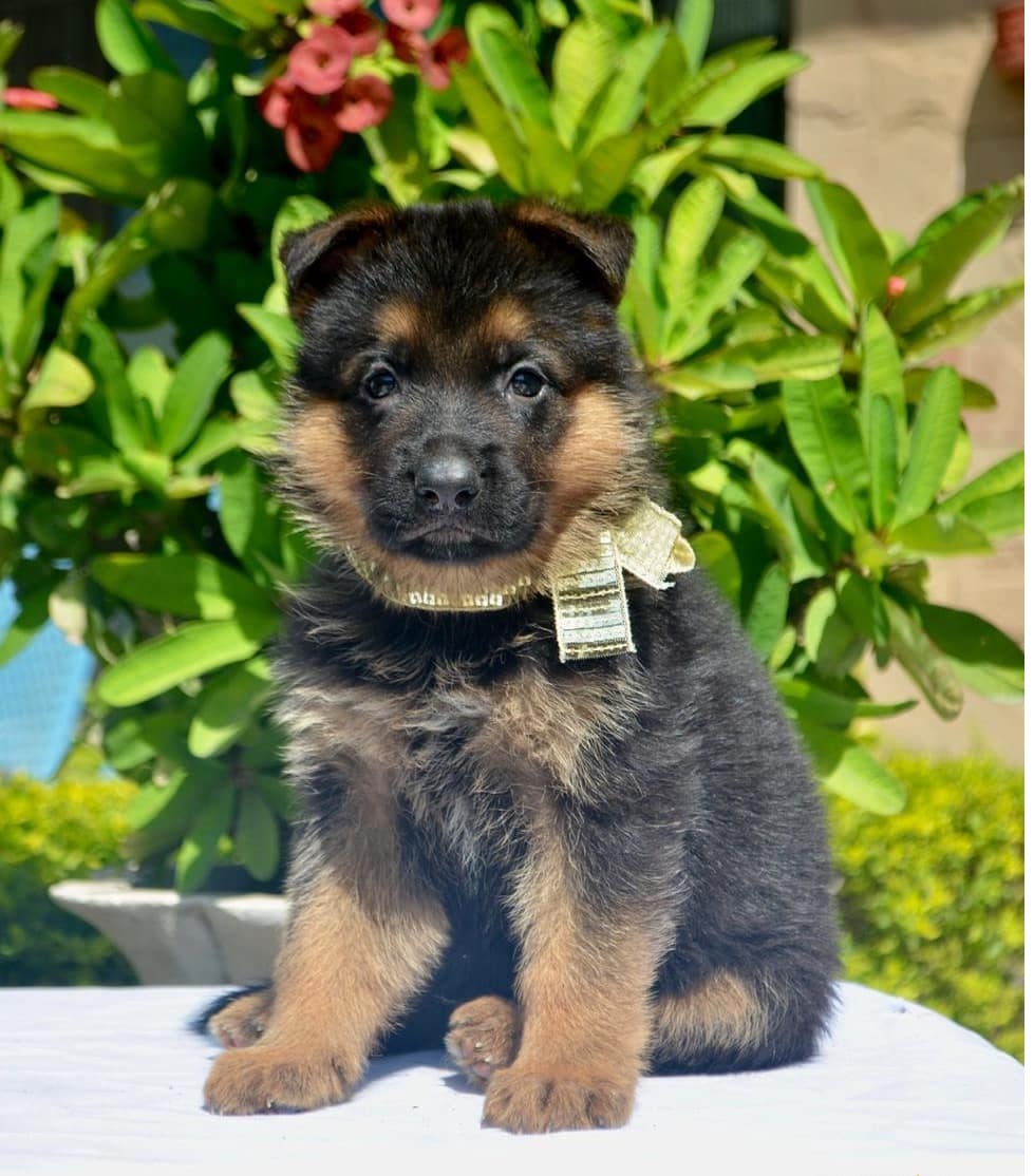 Giống chó Becgie Đức