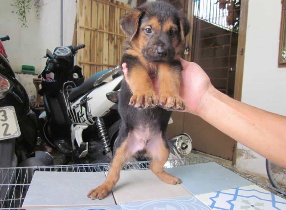 Giống chó Becgie lai Phú Quốc