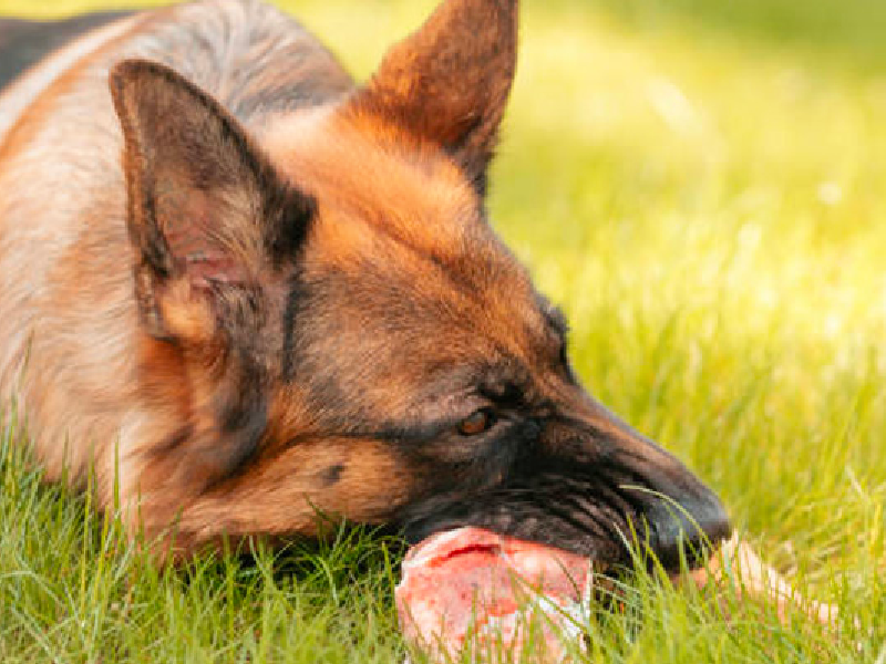 Thức ăn cho chó Becgie