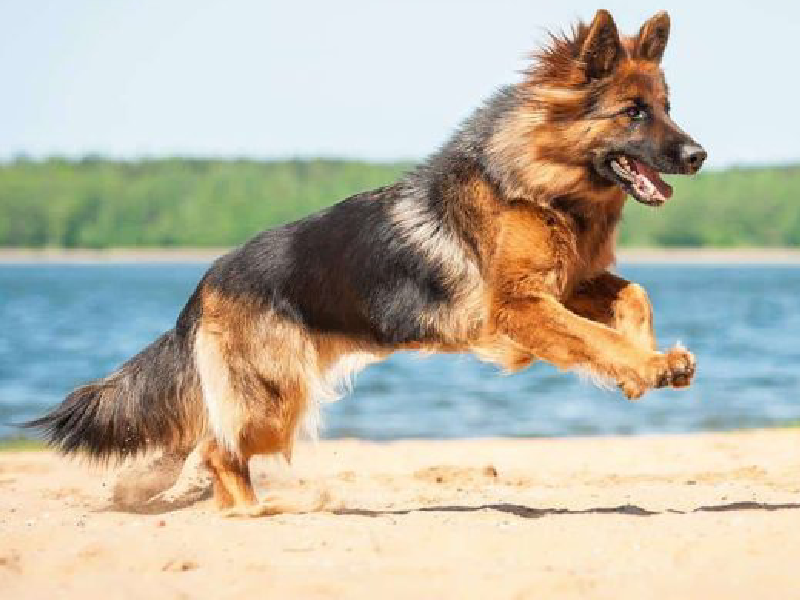 Giống chó Becgie Đức