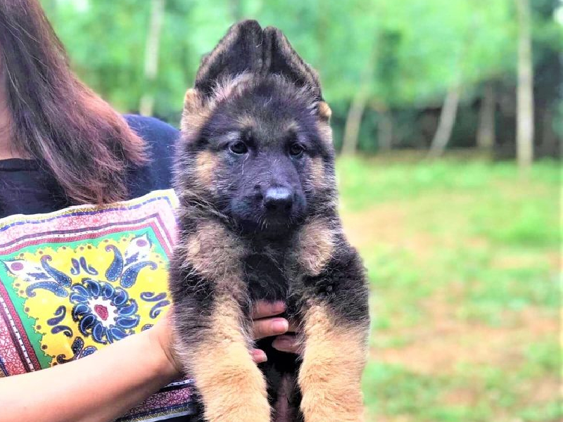 Chó Becgie Đức con