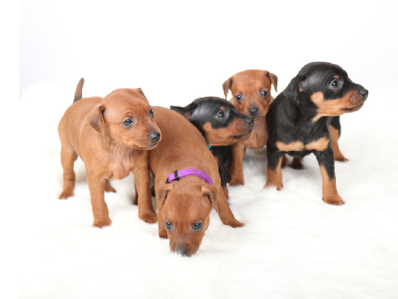 Chó Becgie Đức con