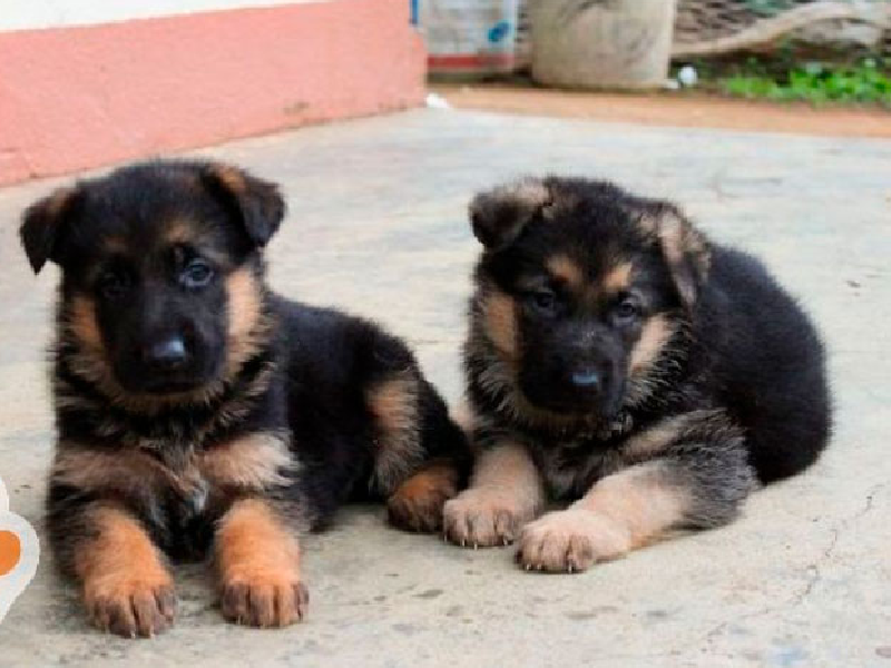 Chó Becgie Đức con