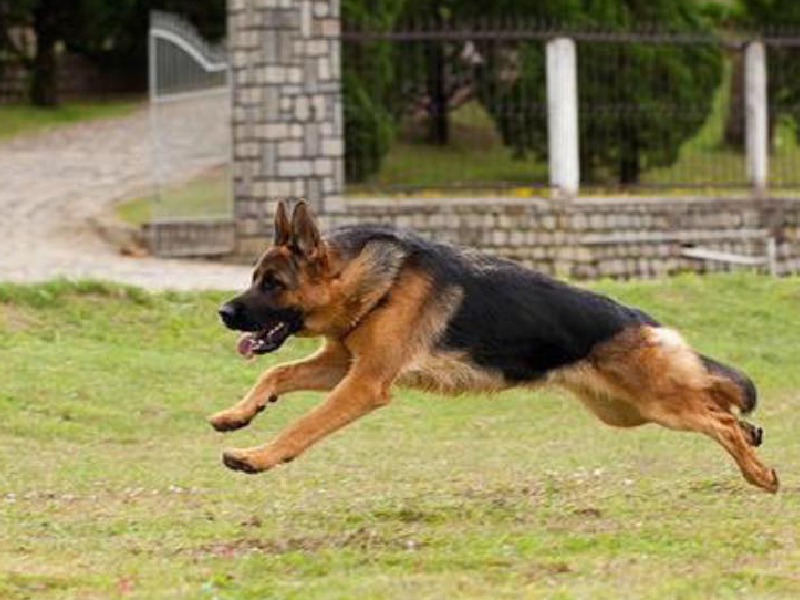 Giống chó Becgie Đức