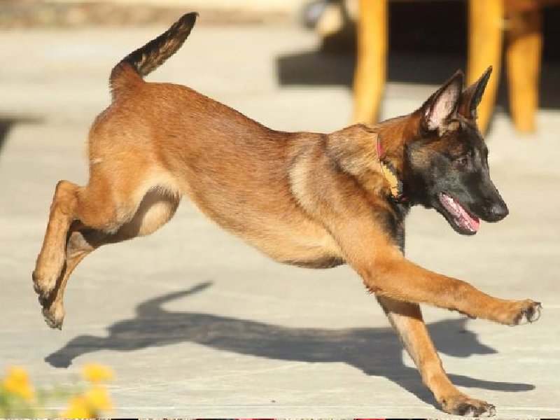 Giống chó Becgie Malinois