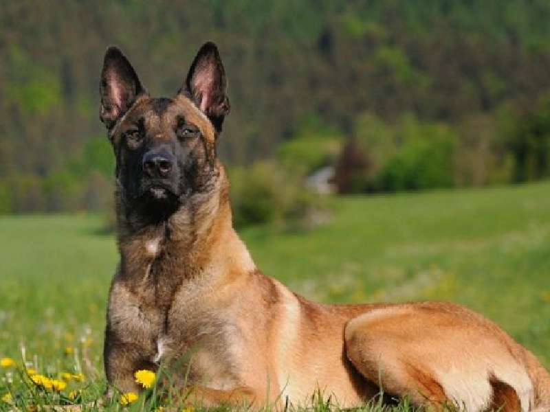 Hình ảnh chó Becgie