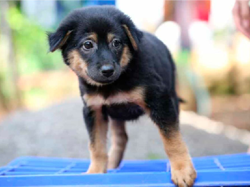 Chó Becgie Đức con