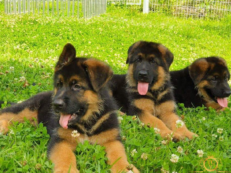 Chó Becgie Đức con