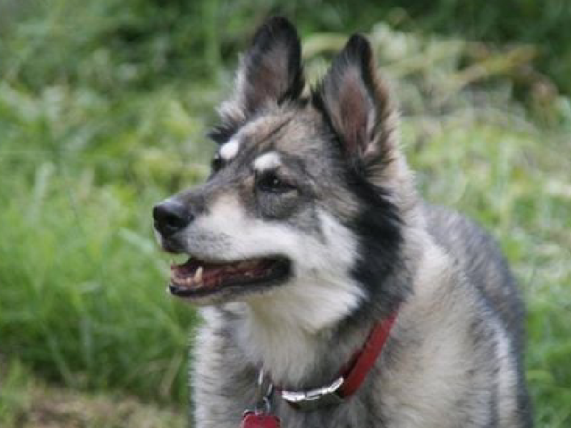 Chó Becgie lai sói