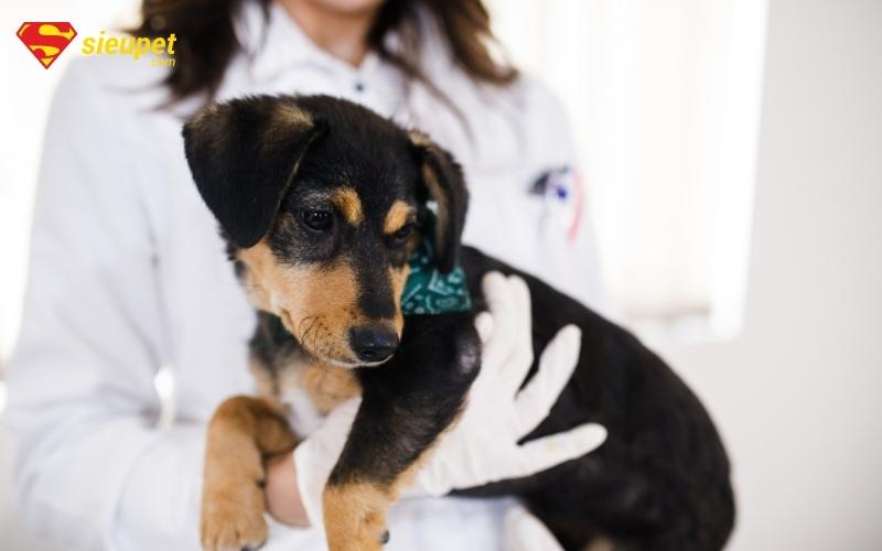 chó bị bệnh ho làm sao