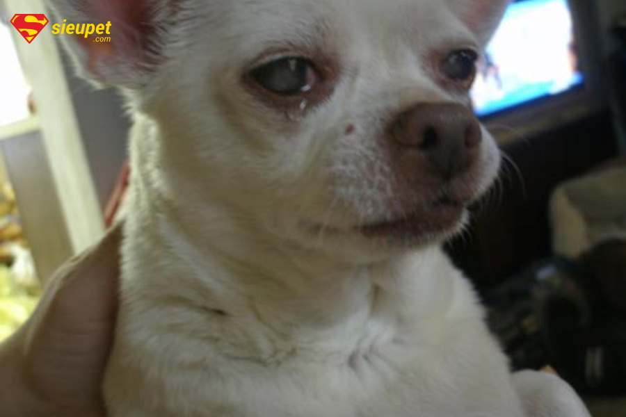 chó bị chảy nước mắt như thế nào?