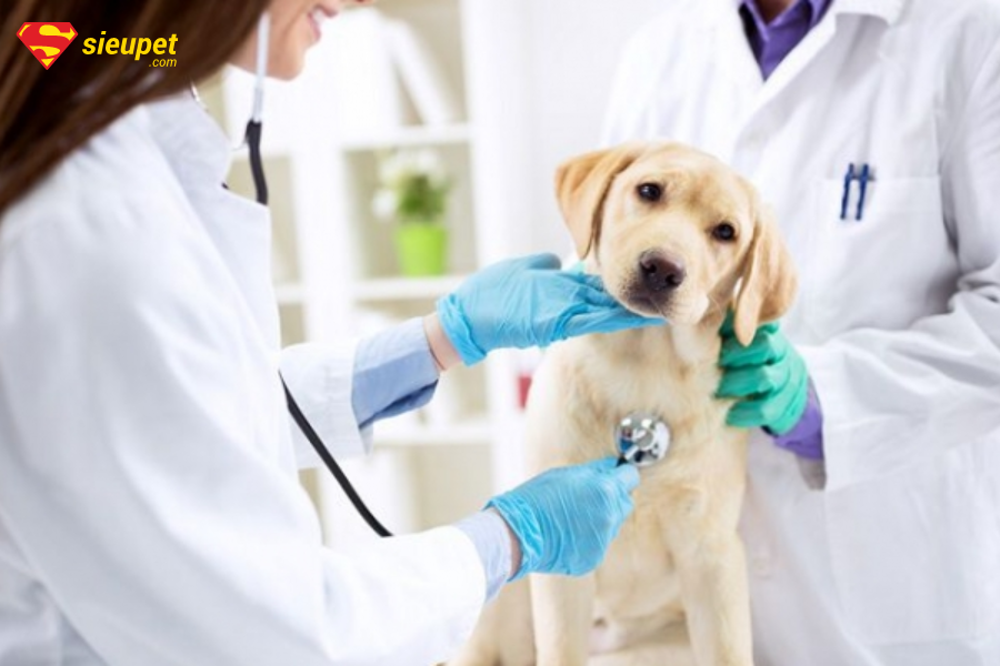 phòng tránh chó chảy nước mắt