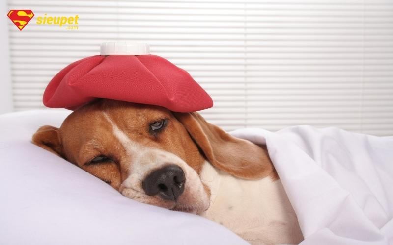 nguyên nhân chó bị ho