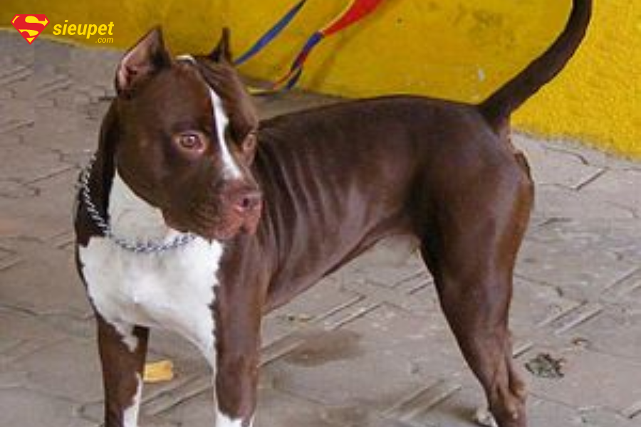 chó sục pitbull mỹ