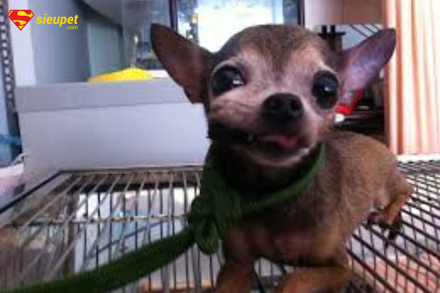 chó bị sưng miệng vì đâu