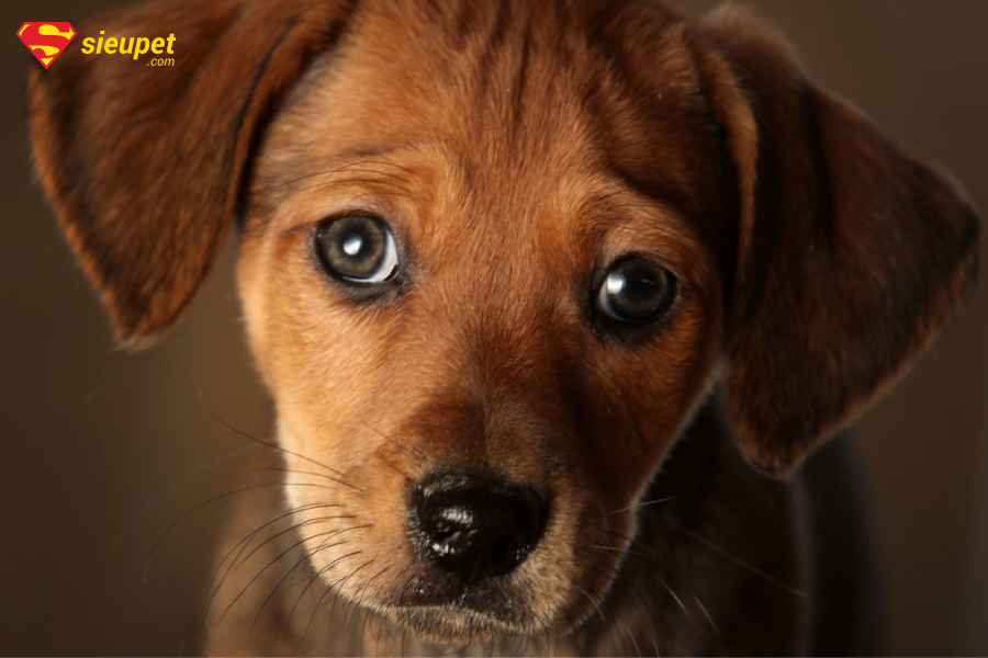 nguyên nhân dẫn đến chó bị sưng miệng