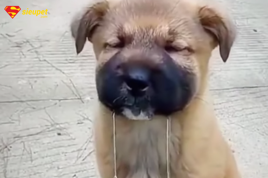 chó bị sưng miệng có nguy hiểm k