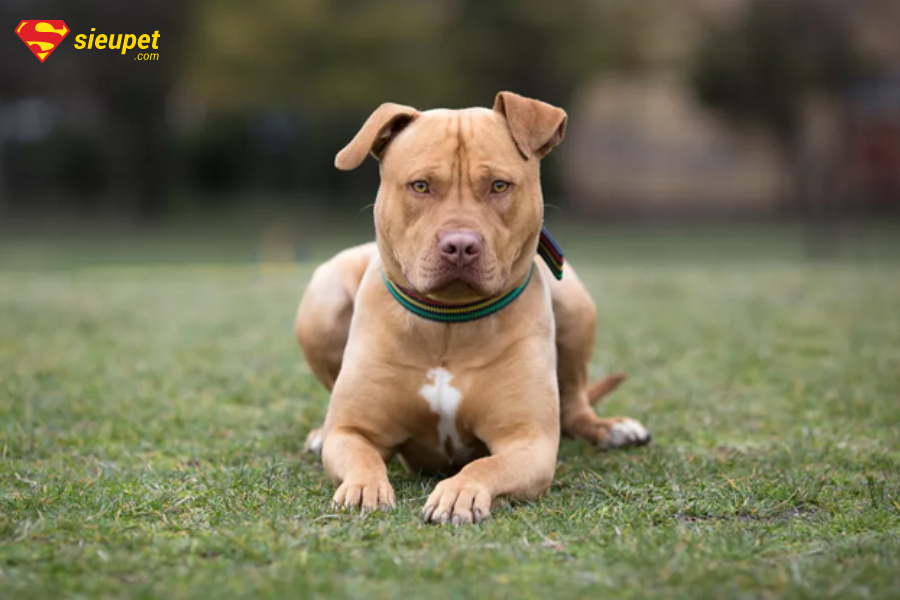 nguồn gốc của pitbull mỹ