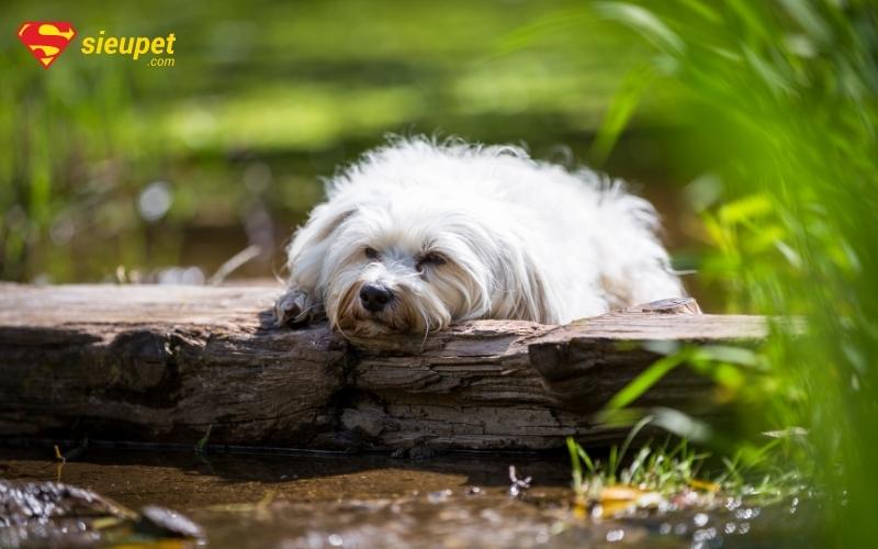 chó ho do viêm amidan 