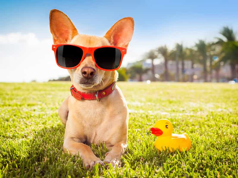 Tổng Hợp Những Thông Tin Chi Tiết Nhất Về Giống Chó Chihuahua