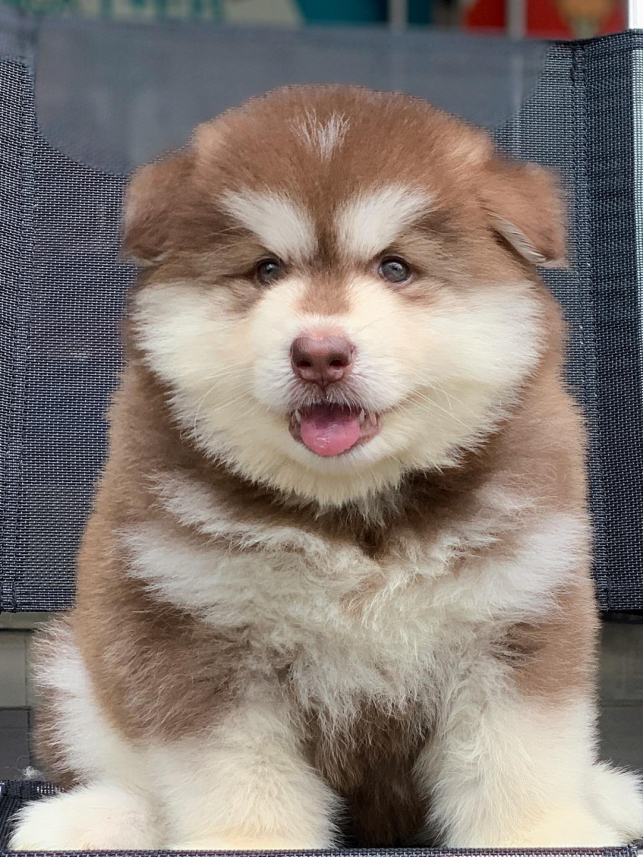 Chó con alaska đẹp