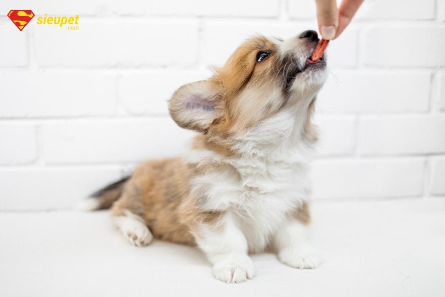 chó con ăn bao nhiêu bữa là đủ