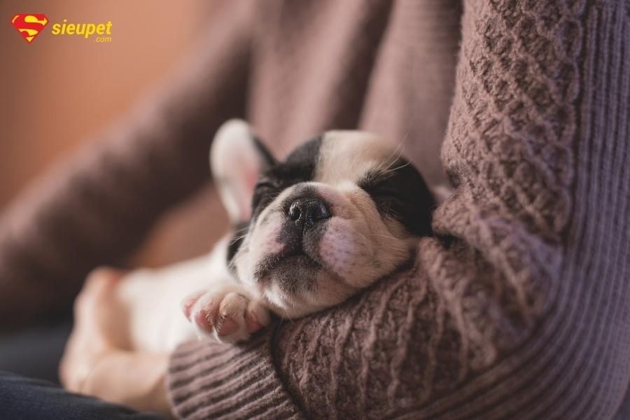 Chó con mới tách mẹ cần chăm sóc