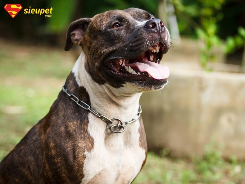 giồng chó dữ trên thế giới