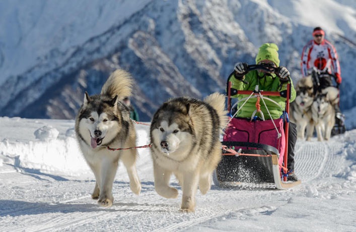 Chăm sóc chó alaska khổng lồ có dễ không?